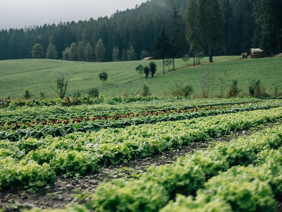 Natura, maso & sapori - Maso Tschoggler