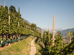 Gourmet hiking and organic wine tasting at Lehengut farm
