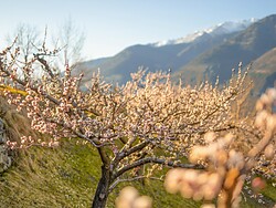 Visiting the Kandlwaalhof Farmstead in Flowering Season