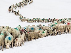 Mit den Schafen hoch hinaus - Traditioneller Schafübertrieb im Schnalstal