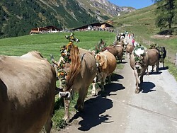 Ceremonial Cattle Drive in Schlinig