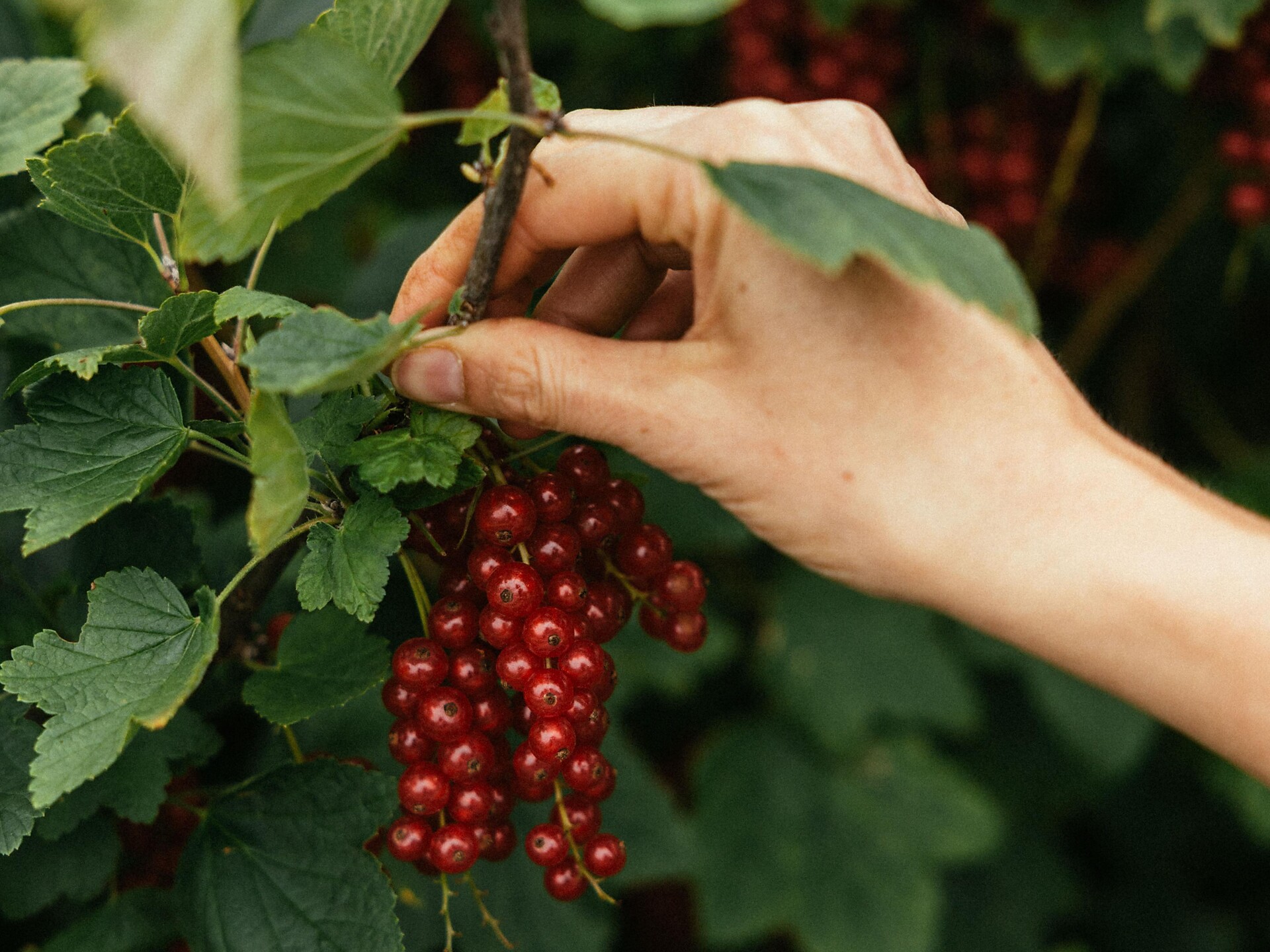 Nature, farm & flavour - Lechnerhof farm