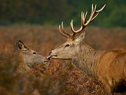 Matingcalls of the Red Deers