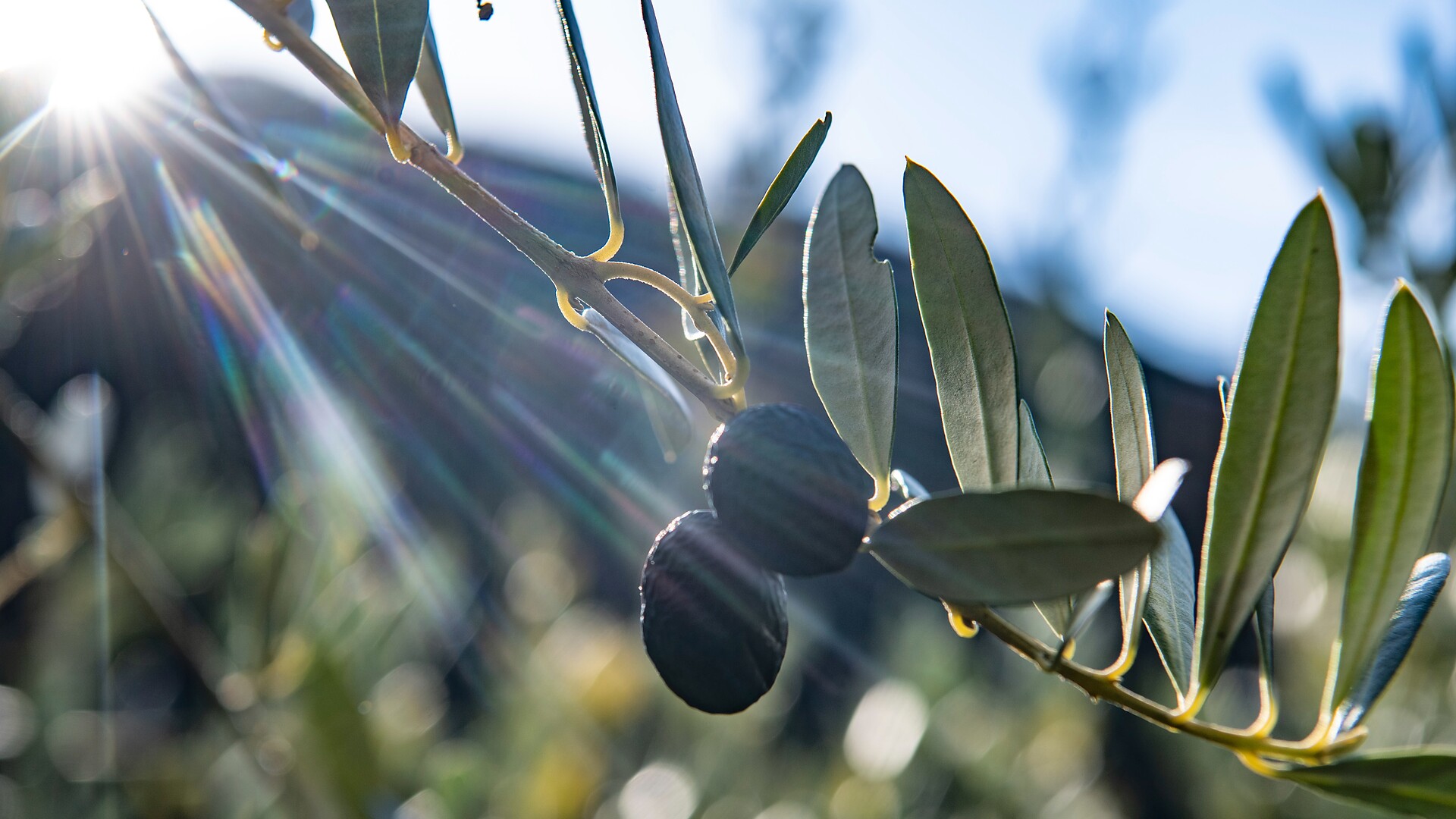 Speck, vino & olive - Merano e dintorni - #2 - suedtirol.info