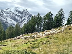 Sheep herding in Trafoi