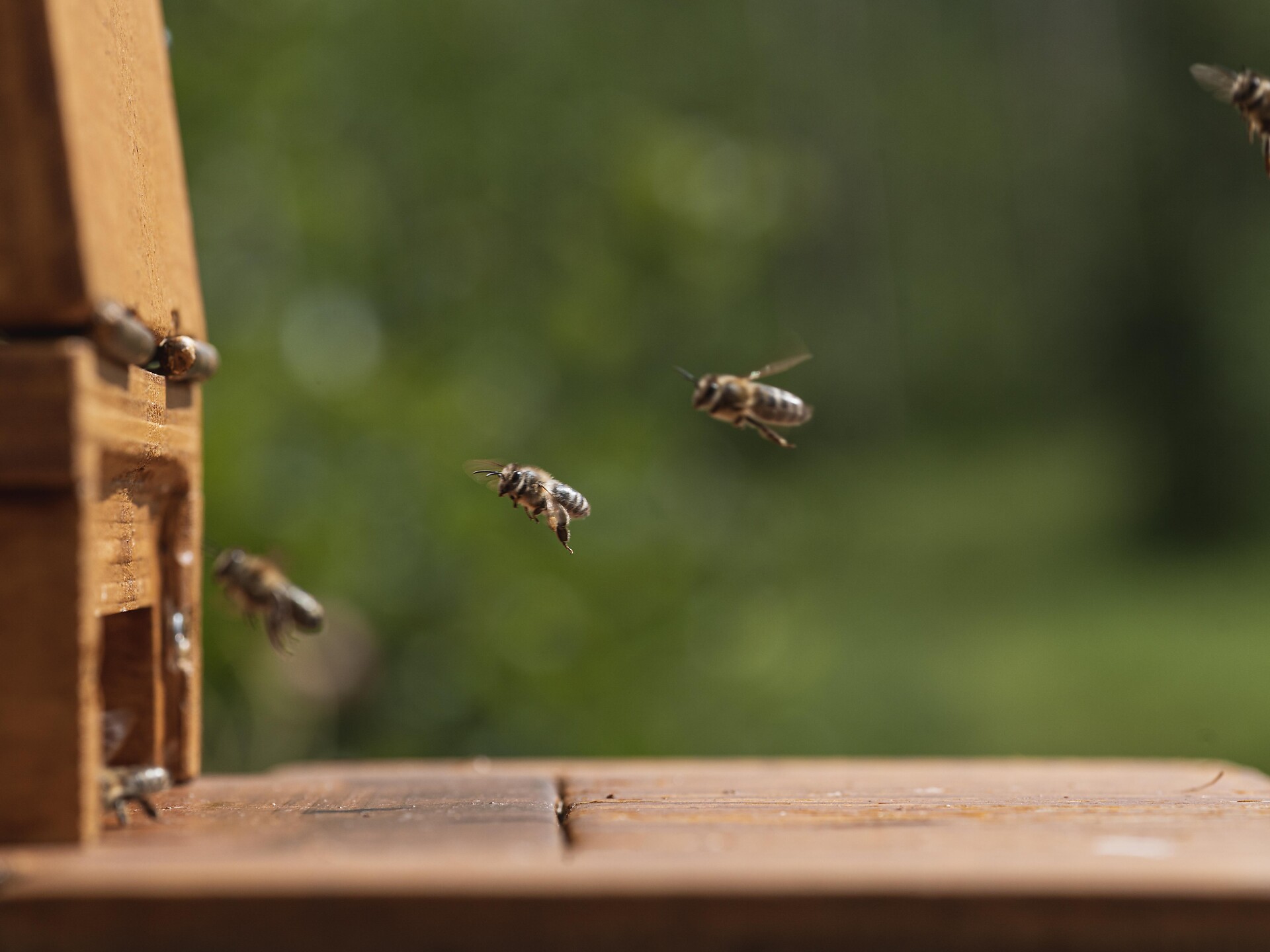 Tag der Biodiversität