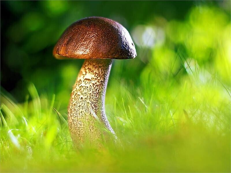 Autorizzazione per la raccolta dei funghi - Comune di Brunico 2026