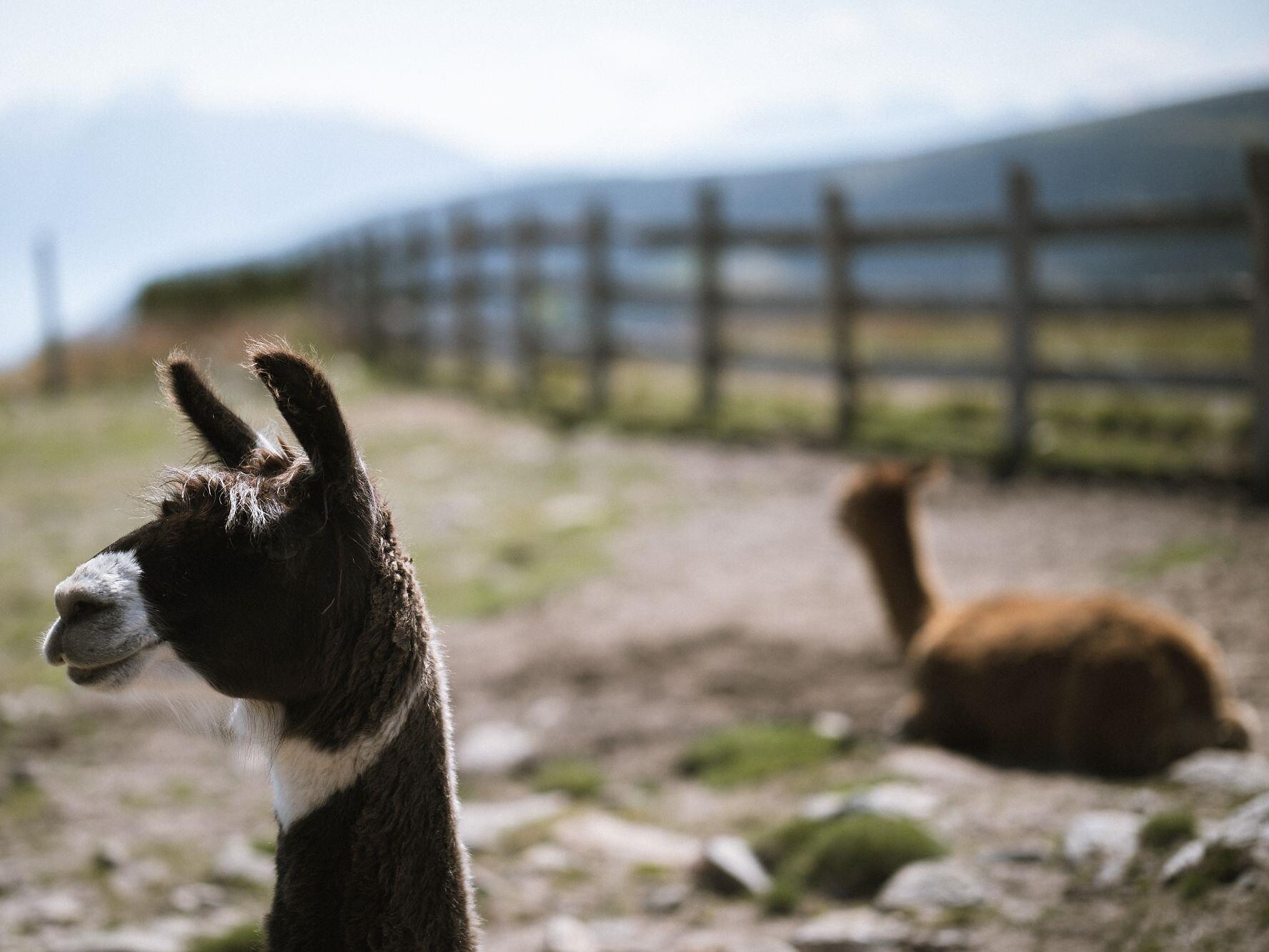 Geführte 360° Ausblick Wanderung auf der Villanderer Alm - Brixen und Umgebung - #3 - suedtirol.info