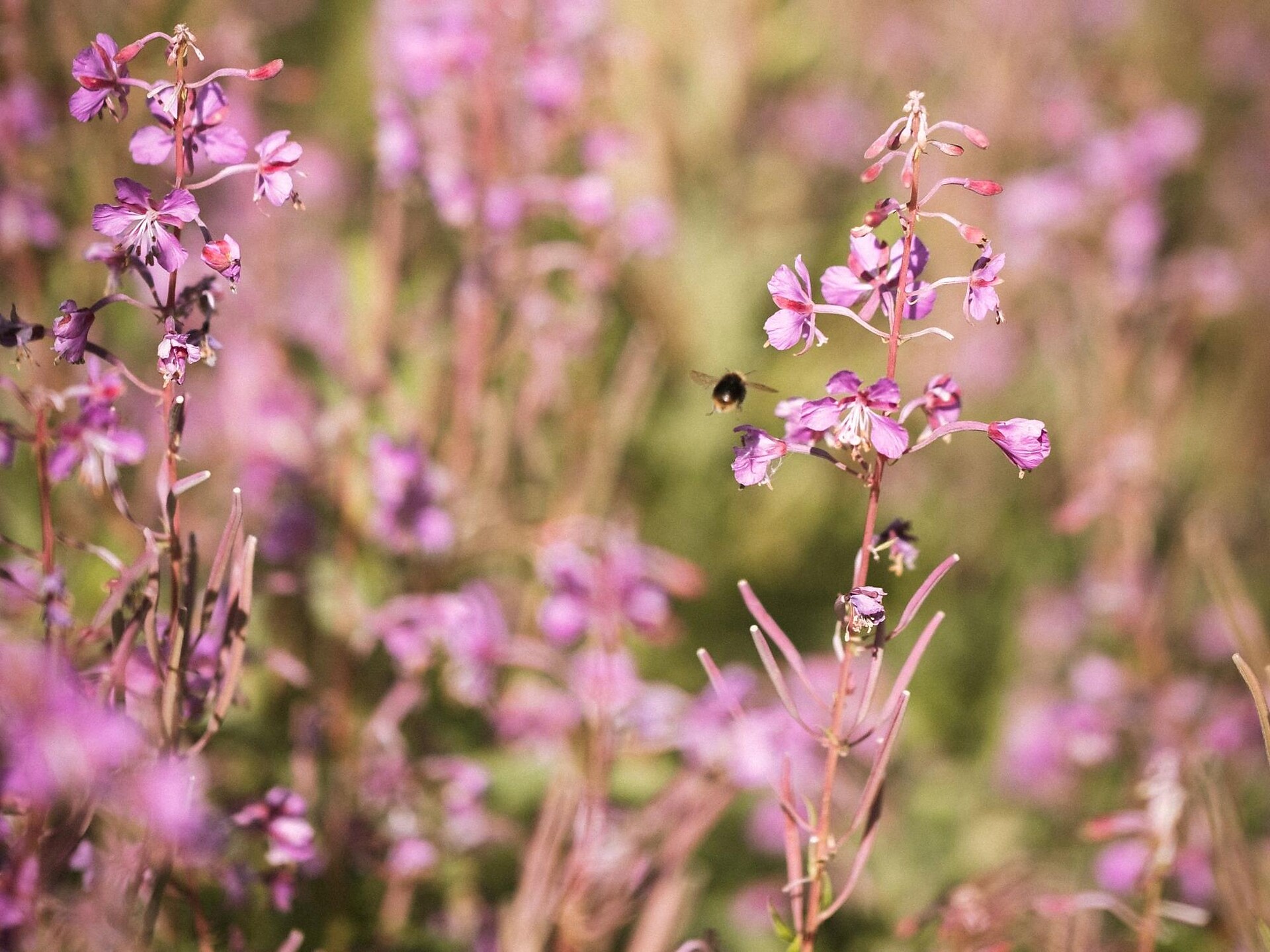 Escursione tra pascoli alpini e boschetti di pino mugo sull´alpe di Villandro - Bressanone e dintorni - #2 - suedtirol.info