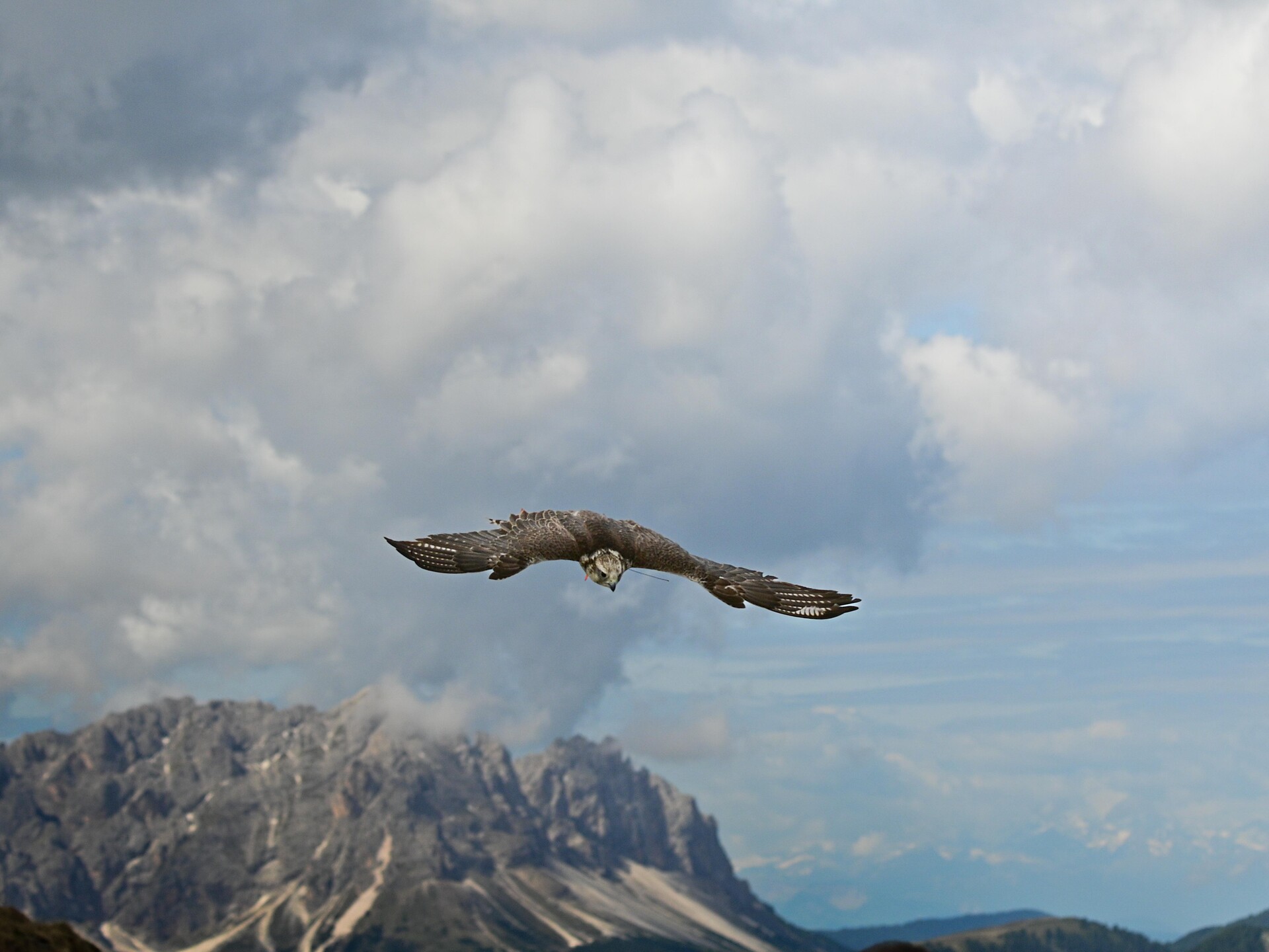 Birds of prey show at Kronplatz