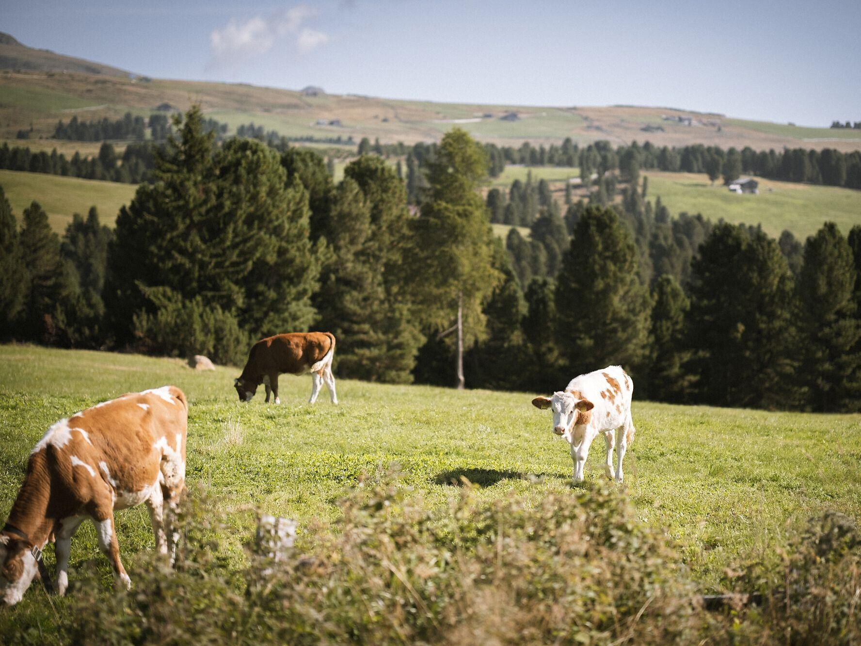 Escursione tra pascoli alpini e boschetti di pino mugo sull´alpe di Villandro - Bressanone e dintorni - #3 - suedtirol.info