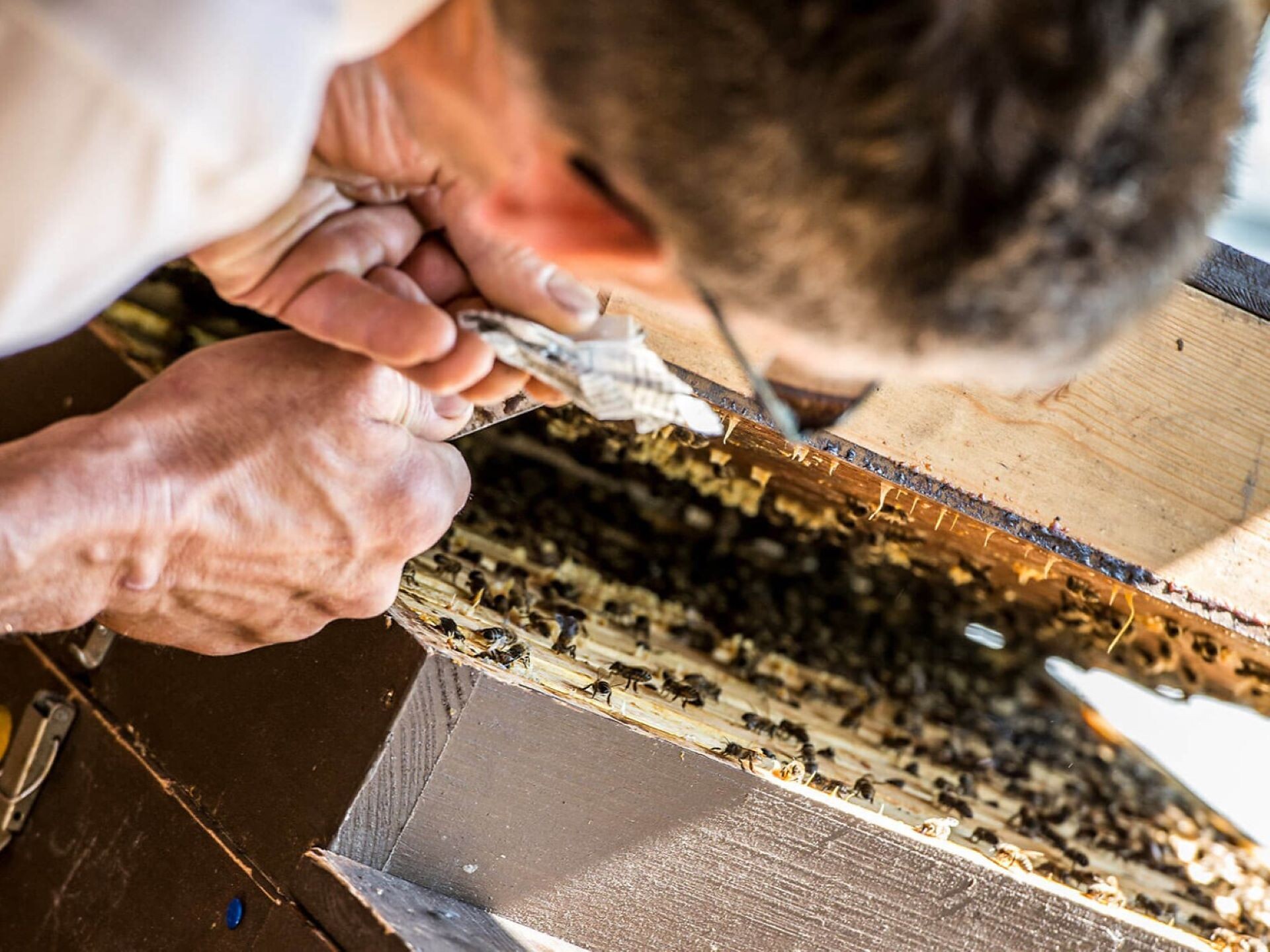 Einblick in die Welt der Bienen
