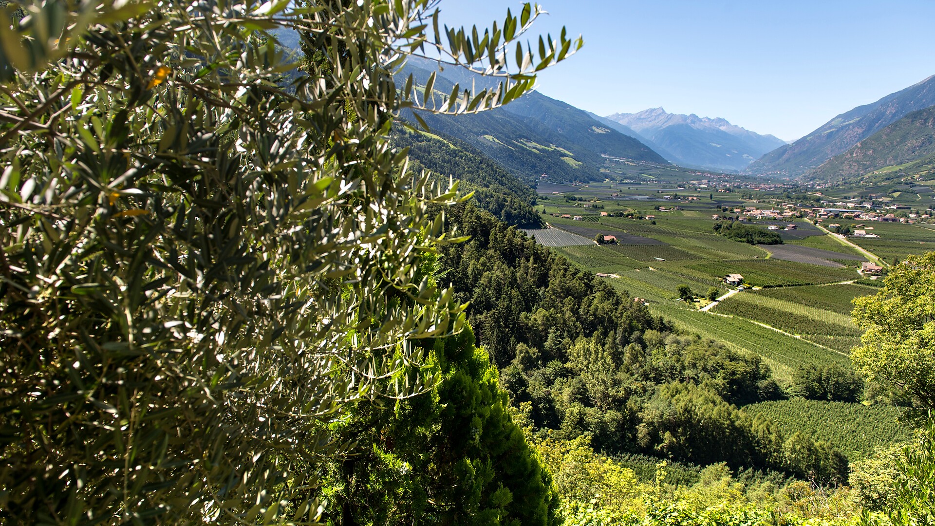 Speck, vino & olive - Merano e dintorni - #3 - suedtirol.info