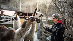 Magischer Winterzauber & herzerwärmende Lama-Momente