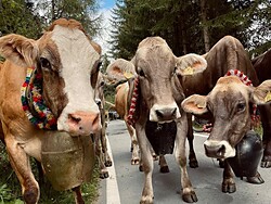 Ceremonial Cattle Drive in Laatsch
