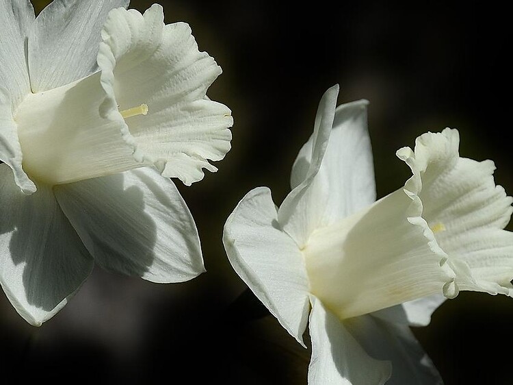 pixabay