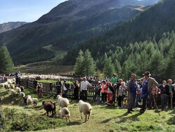 Terugkeer van de schapen van de alm