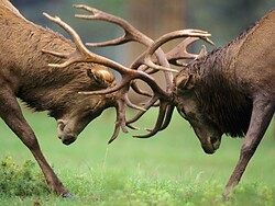 Mating calls of the red deer - in Trafoi valley