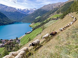 Terugkeer van de schapen tijdens de transhumance in Vernagt