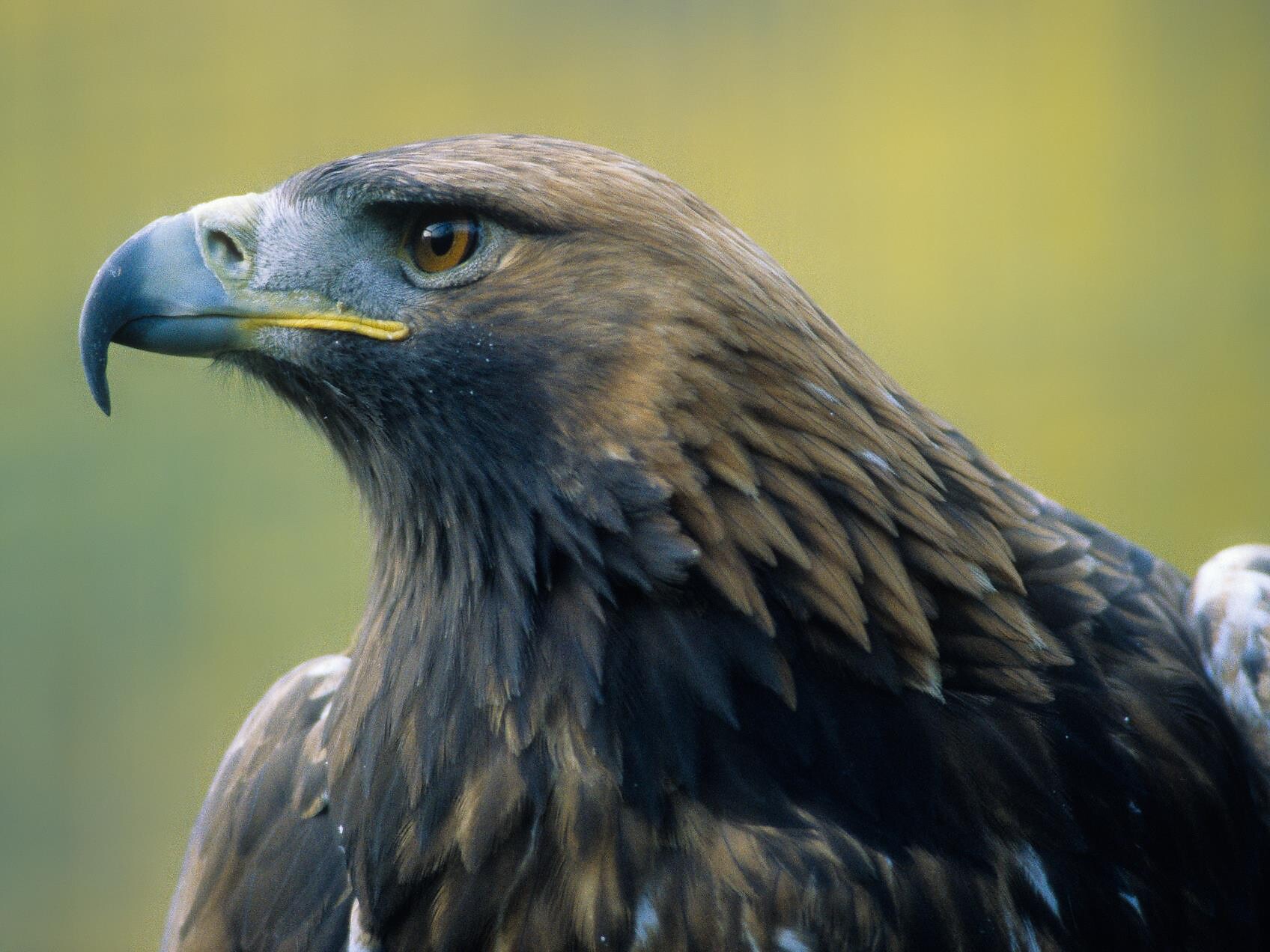 Naturpark Schlern-Rosengarten: Mulitivision mit Valentin Pardeller - Dolomitenregion Eggental - #3 - suedtirol.info