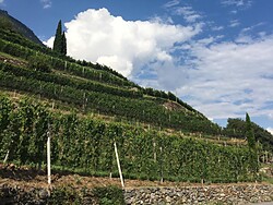 Von der Rebe in den Weinkeller-Wanderung und Weinverkostung am Weingut Rebhof