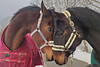 Reitstall Tierphysiotherapie Reischach