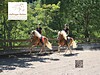 Haflinger-Reiten/TV Jenesien