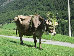 Ceremonial cattle drive in Burgeis