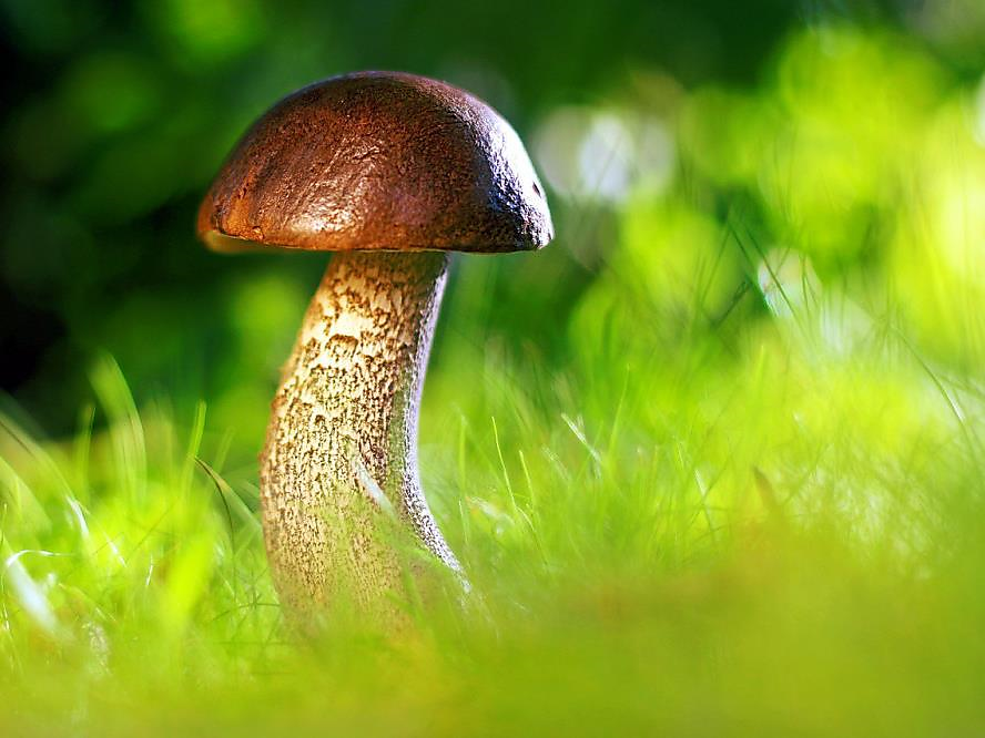 Authorisation for mushroom picking - Community of San Martino in Badia