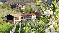 Auhof des Klaus Hölzl