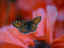 Escursione guidata alla flora e fauna – Un viaggio nella biodiversità