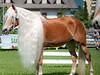 Haflinger Pferdezuchtverband